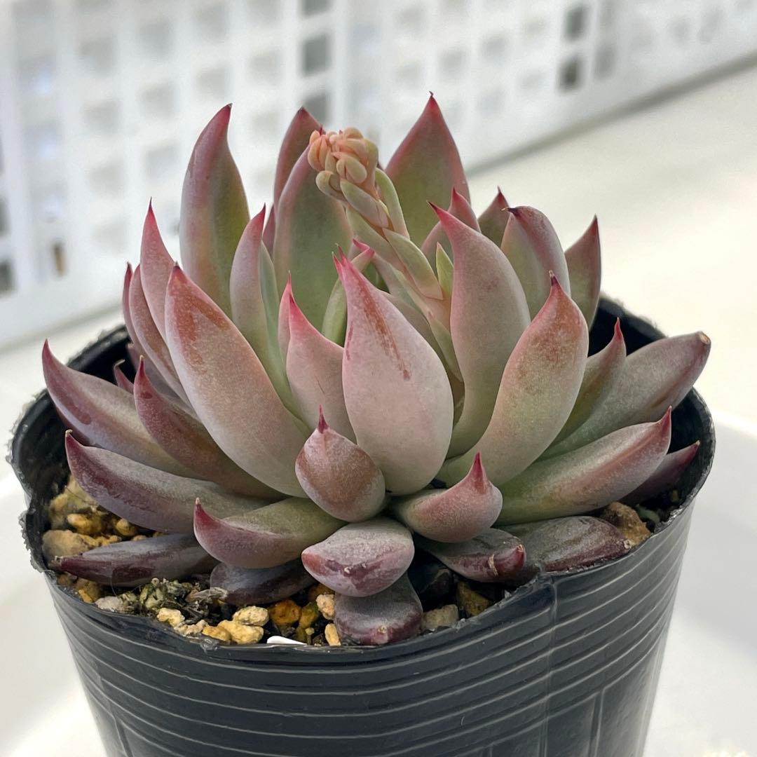 札付き！　人気品種！　葉多い！　花芽付　ミックスベリア　青鬼　抜き苗