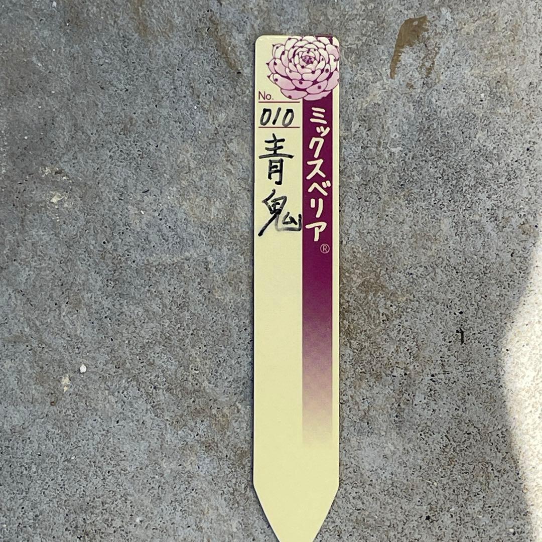 札付き！　人気品種！　葉多い！　花芽付　ミックスベリア　青鬼　抜き苗