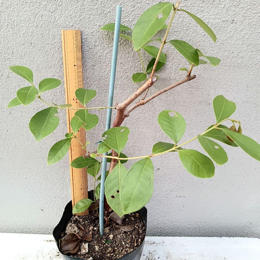 イエローストロベリーグァバ　ポットごと