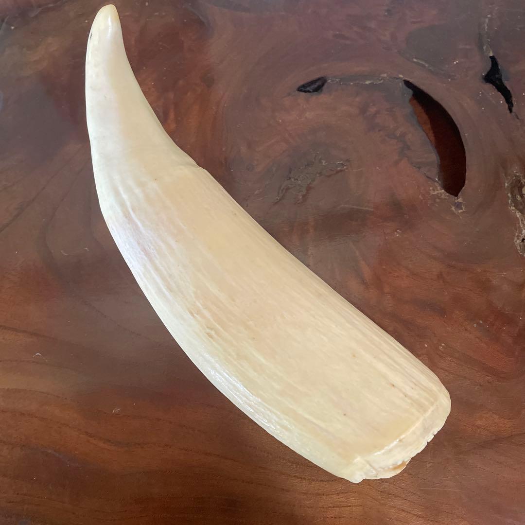 鯨の歯 約20cm 約440g クジラの歯