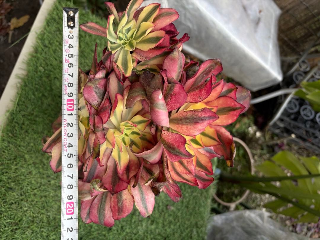 アエオニウム　魅影法師錦