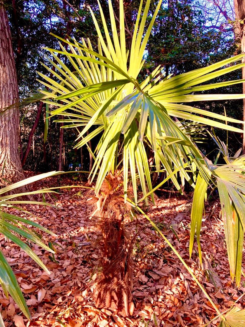 完売　天然＊野生のシュロの木/シュロの大木/棕櫚の木/苗木