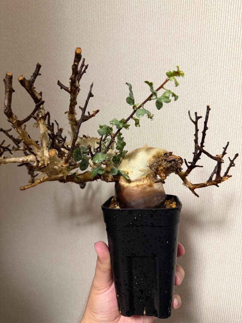 コミフォラ　カタフ　ピュア