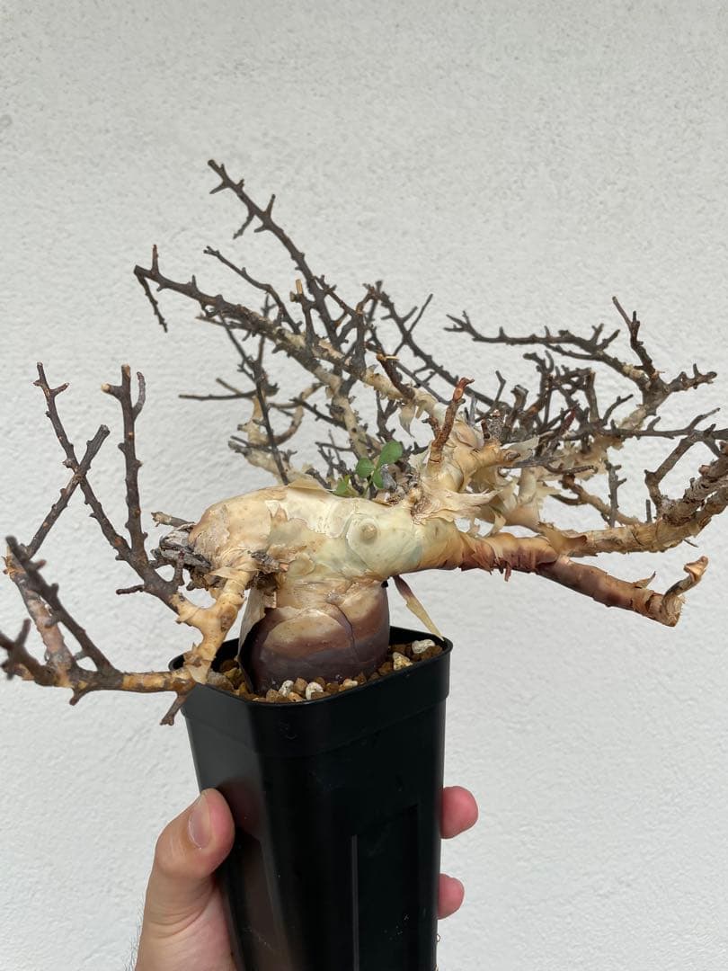 コミフォラ　カタフ　ピュア