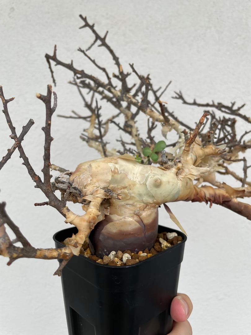 コミフォラ　カタフ　ピュア