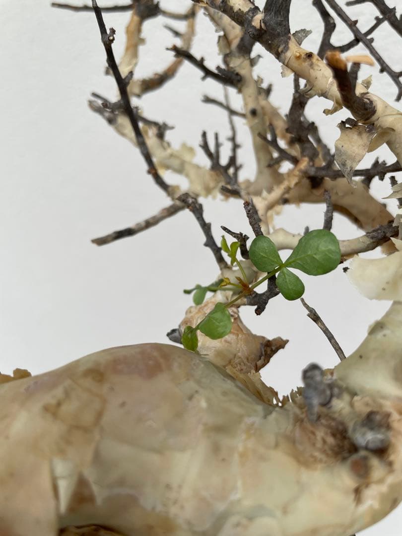 コミフォラ　カタフ　ピュア