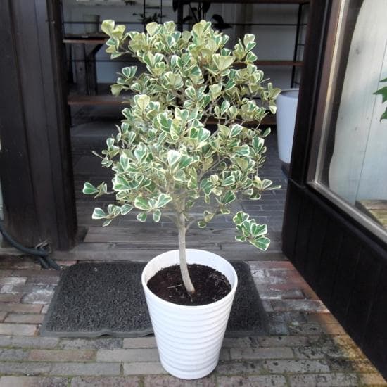 現物「フィカス・スイートハート」８号（陶器）Ficus triangularis