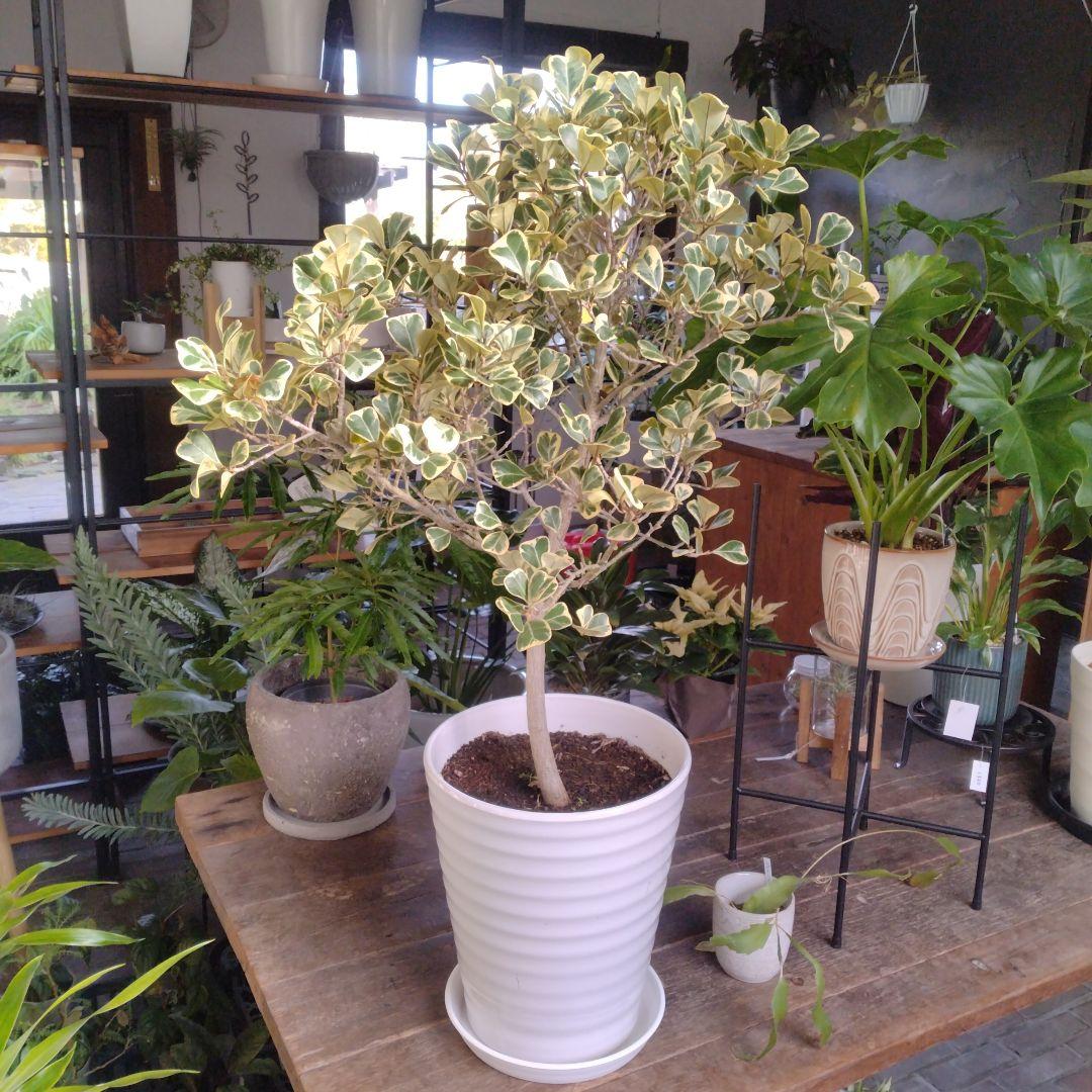 現物「フィカス・スイートハート」８号（陶器）Ficus triangularis