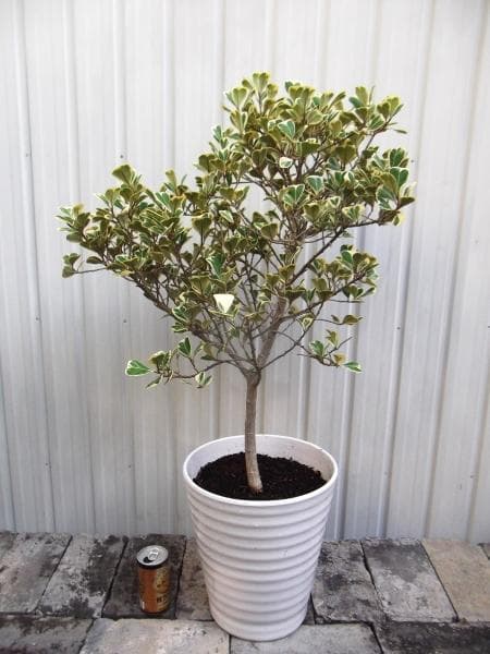現物「フィカス・スイートハート」８号（陶器）Ficus triangularis