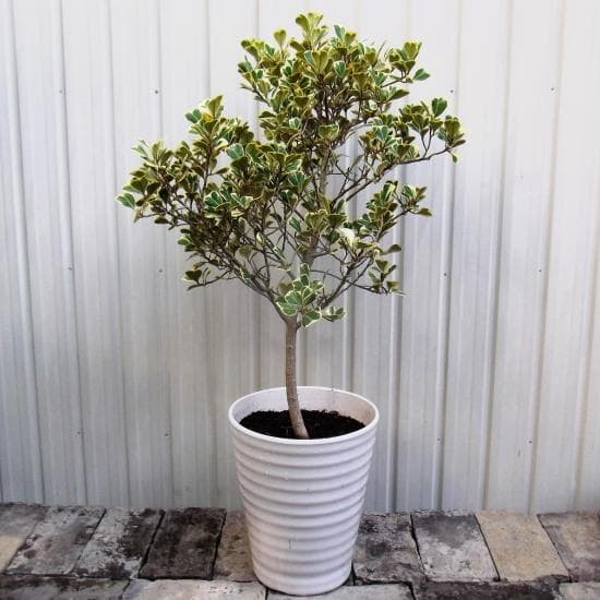 現物「フィカス・スイートハート」８号（陶器）Ficus triangularis