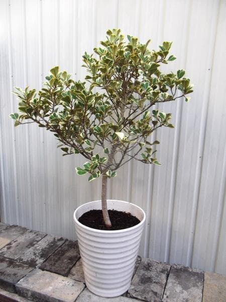現物「フィカス・スイートハート」８号（陶器）Ficus triangularis