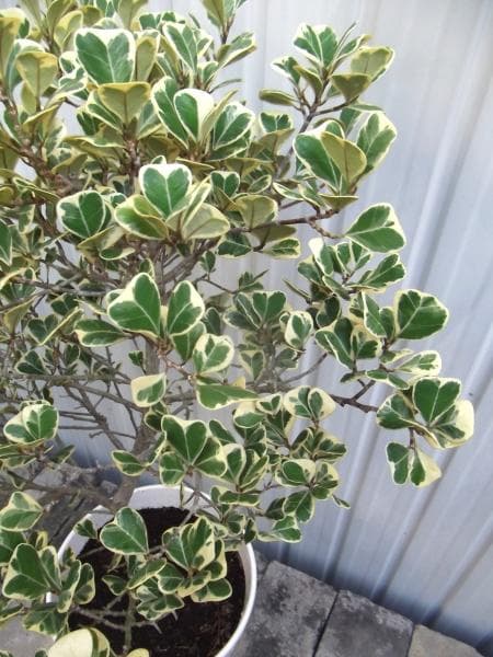 現物「フィカス・スイートハート」８号（陶器）Ficus triangularis