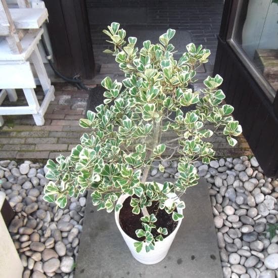 現物「フィカス・スイートハート」８号（陶器）Ficus triangularis