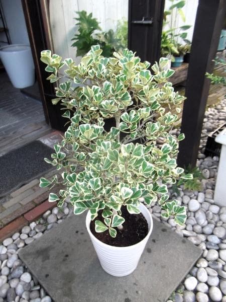 現物「フィカス・スイートハート」８号（陶器）Ficus triangularis