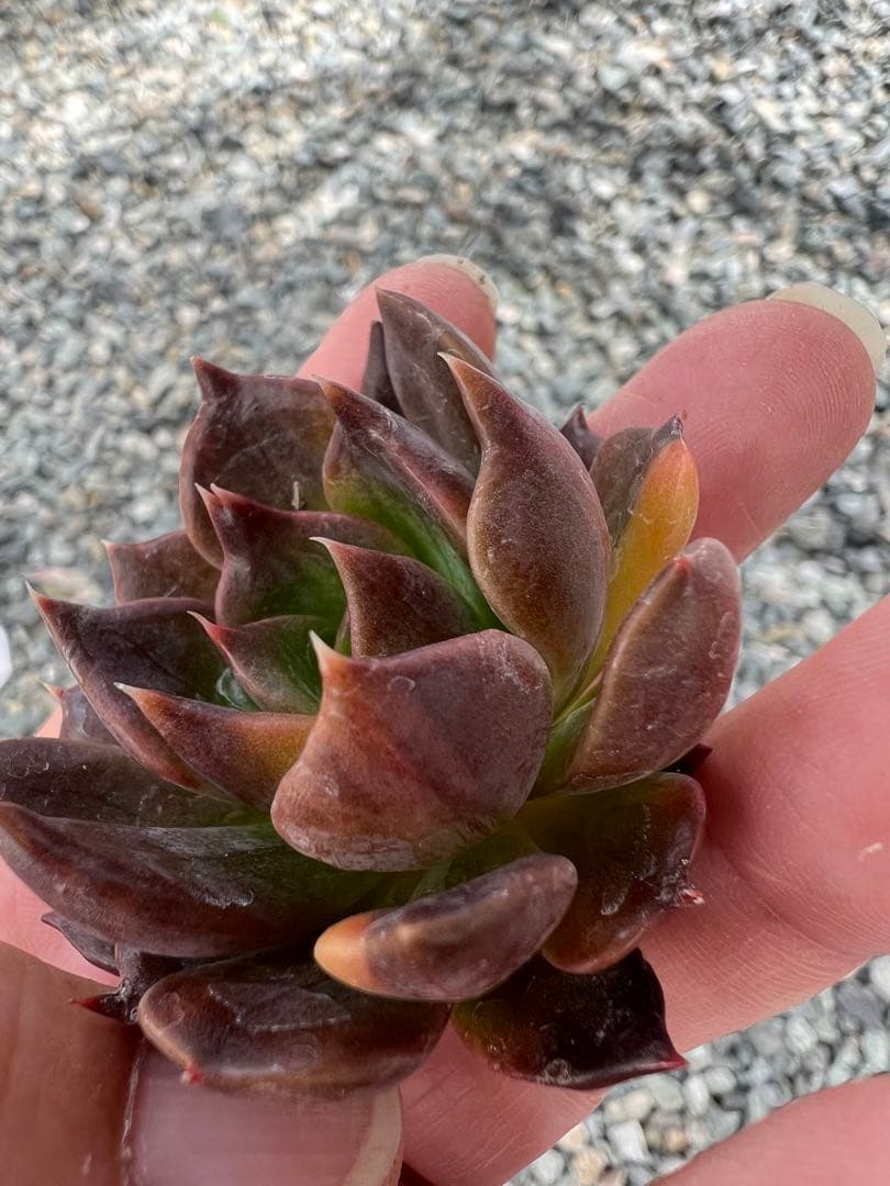 ブラックプリンス錦  カット苗