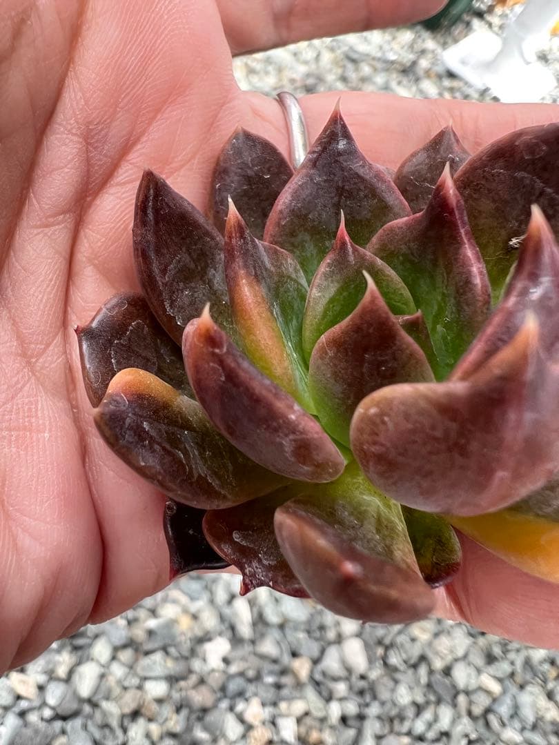 ブラックプリンス錦  カット苗