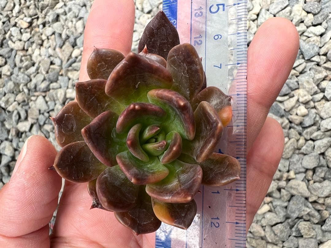 ブラックプリンス錦  カット苗