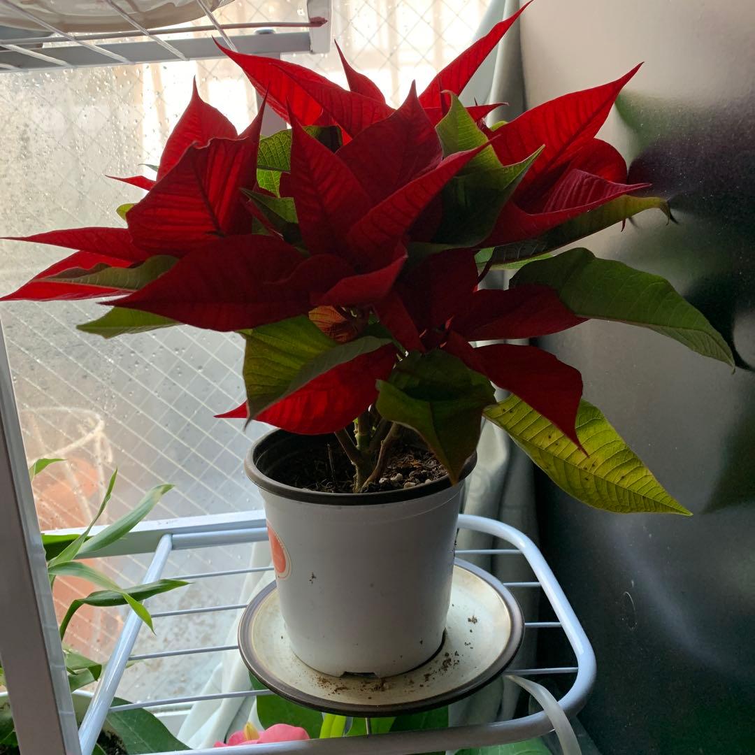ポインセチア 赤と緑の鉢花