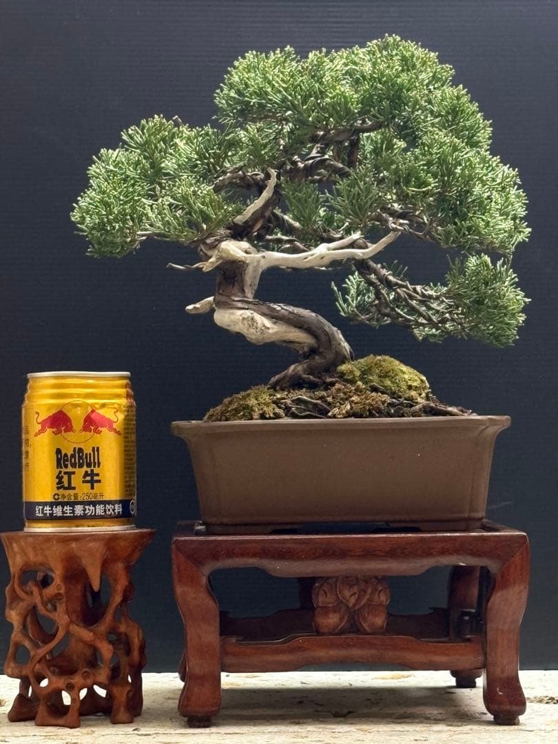 [盆栽]真柏/貴風