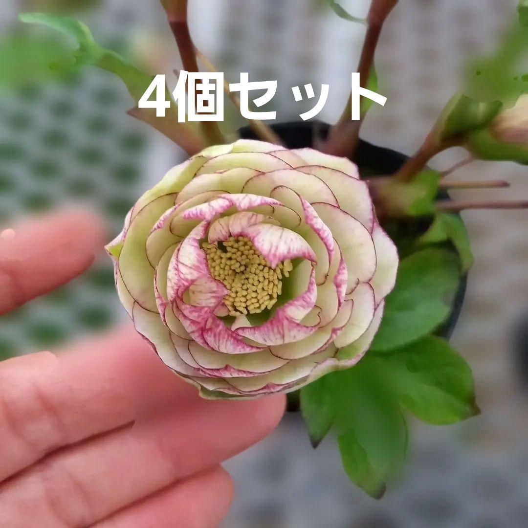 可愛い小輪系♪カップ&星形クリスマスローズ4個セット、苗、開花株