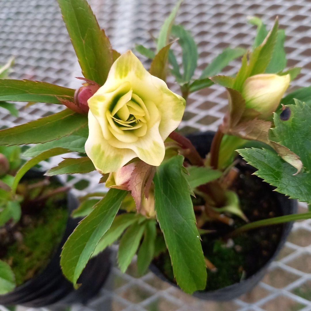 可愛い小輪系♪カップ&星形クリスマスローズ4個セット、苗、開花株