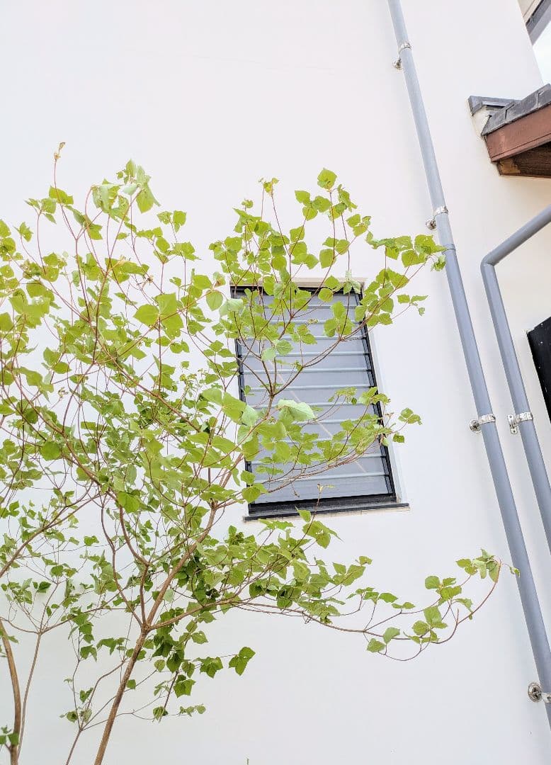 無二。。特大山採りミツバツツジ。