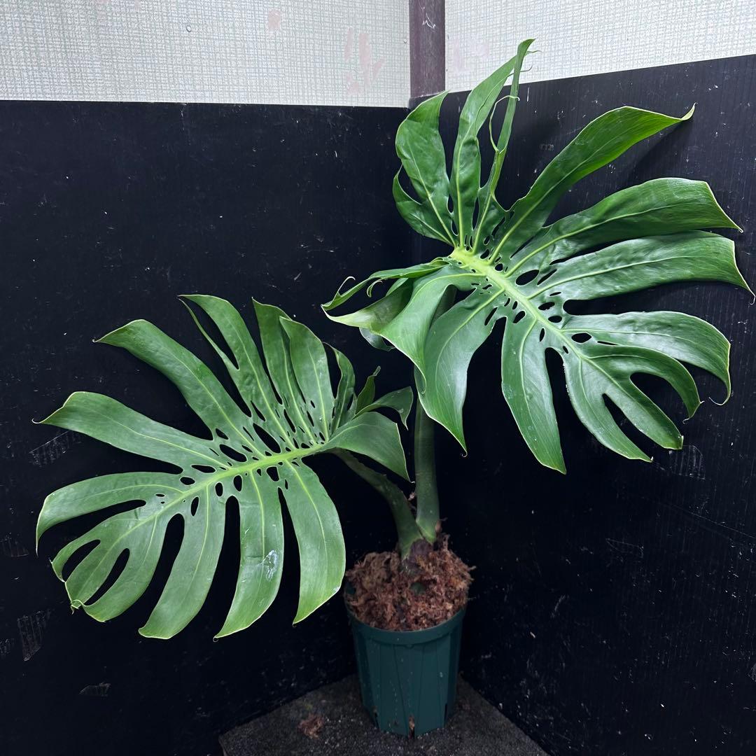 ま*め様 モンステラデリシオーサマクロコズム超希少系統鉢植え