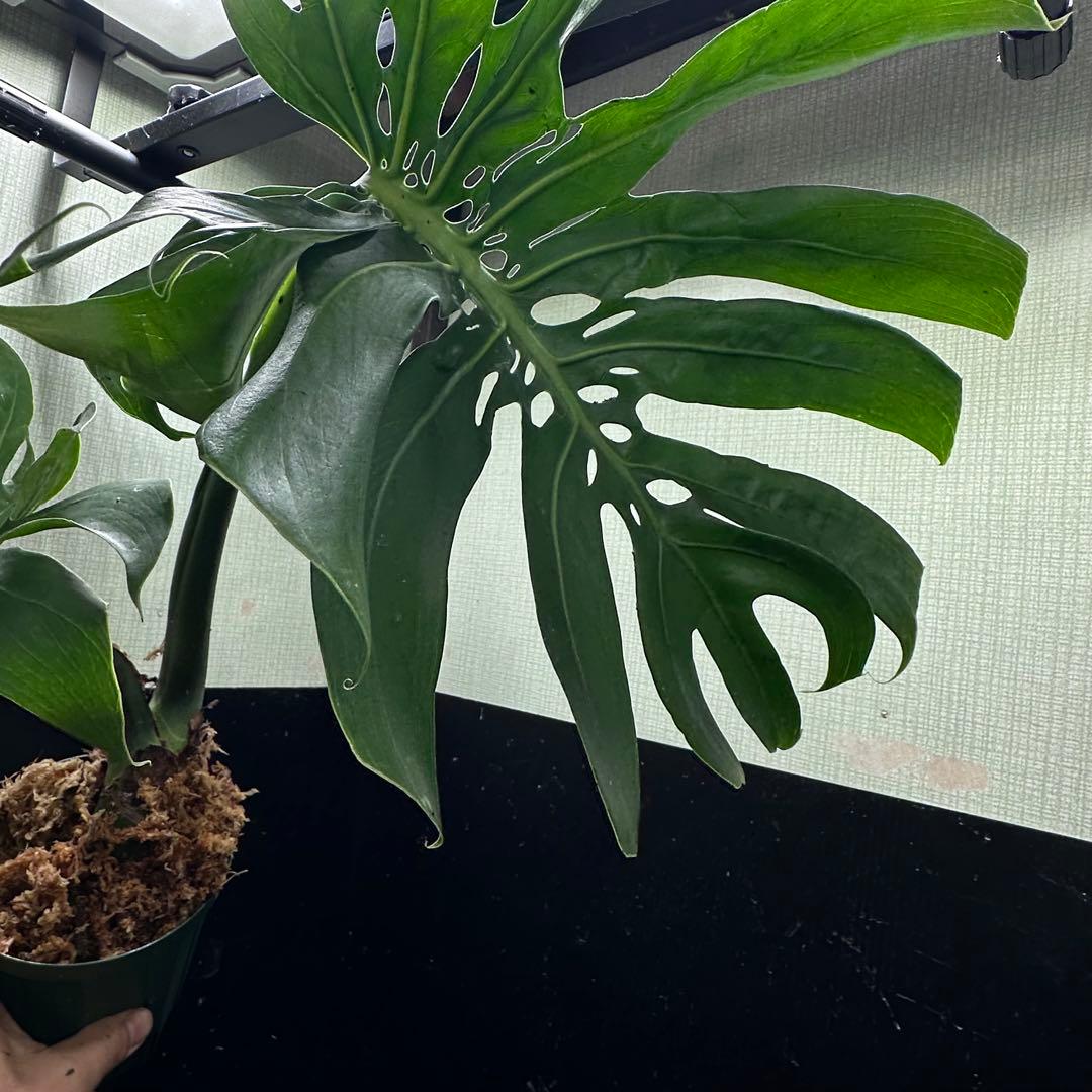 ま*め様 モンステラデリシオーサマクロコズム超希少系統鉢植え