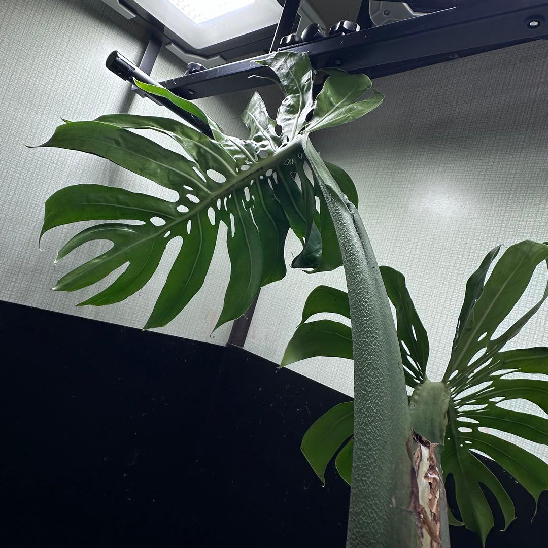 ま*め様 モンステラデリシオーサマクロコズム超希少系統鉢植え