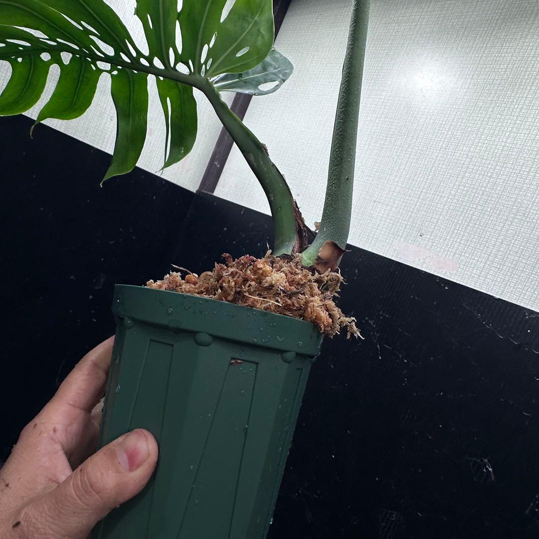 ま*め様 モンステラデリシオーサマクロコズム超希少系統鉢植え