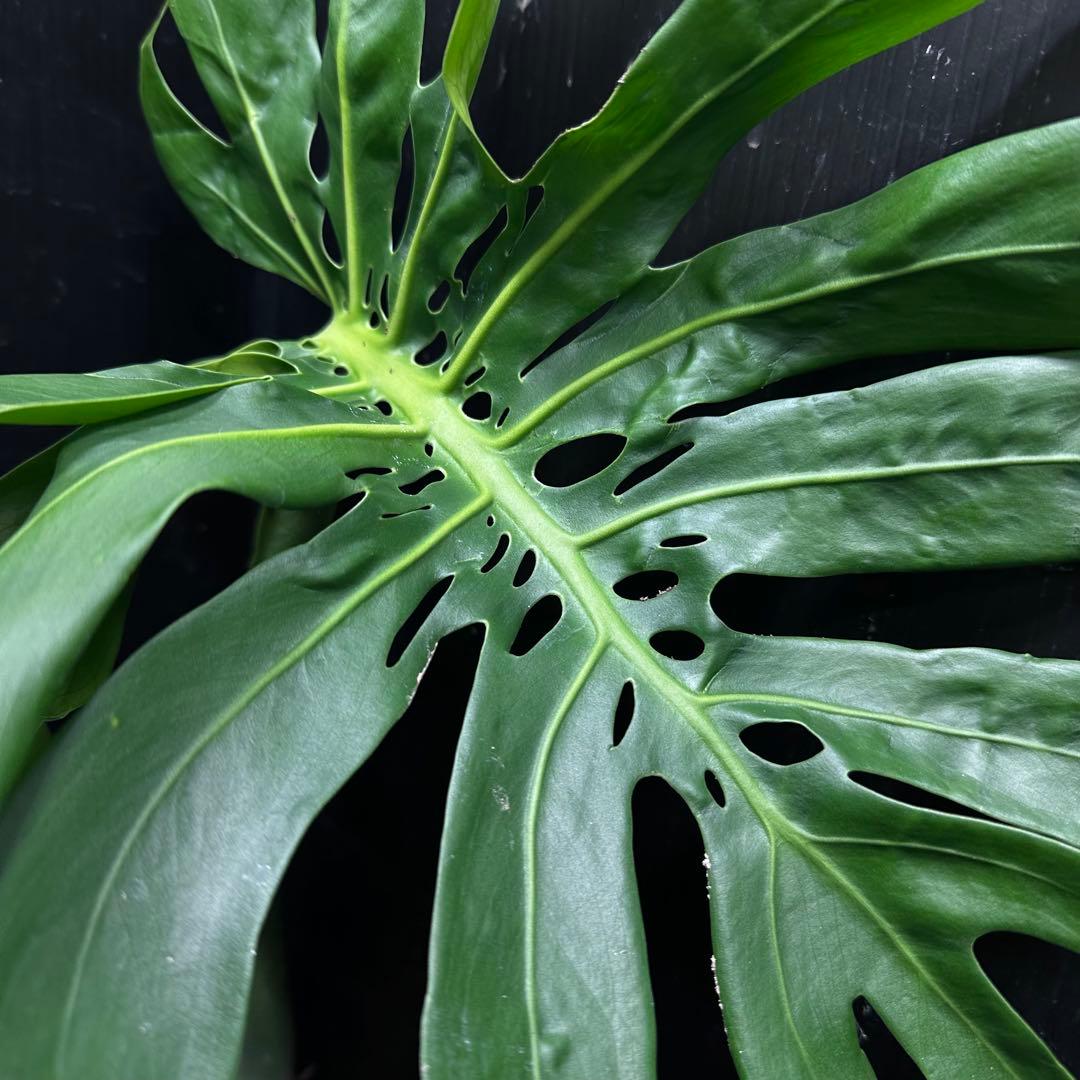 ま*め様 モンステラデリシオーサマクロコズム超希少系統鉢植え