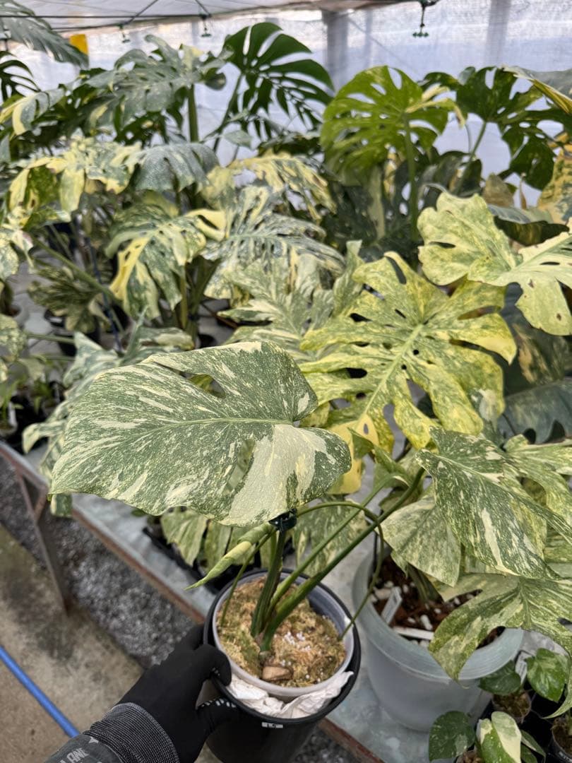 L5 モンステラ　レガシー　送料込み