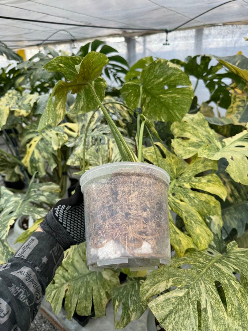 L5 モンステラ　レガシー　送料込み