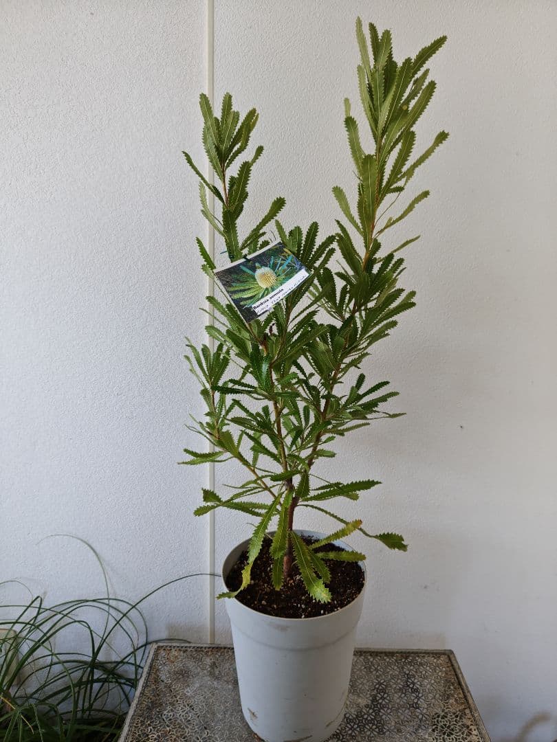 バンクシア　アエムラ