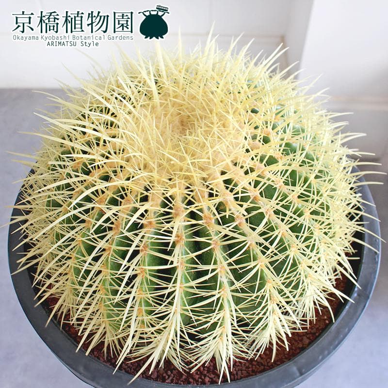 【現品】サボテン　金鯱（キンシャチ）　12号　黒鉢（1）