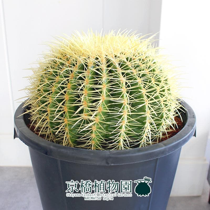 【現品】サボテン　金鯱（キンシャチ）　12号　黒鉢（1）