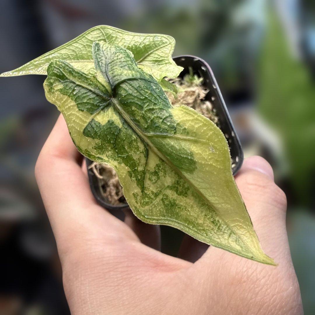 e*S様 格安 アロカシア ジャックリン 斑入り