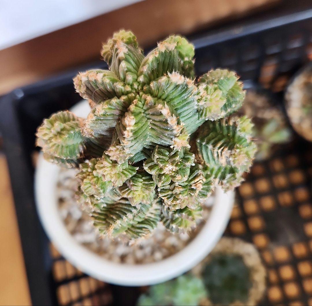 紅籠サボテン 接木 抜き苗