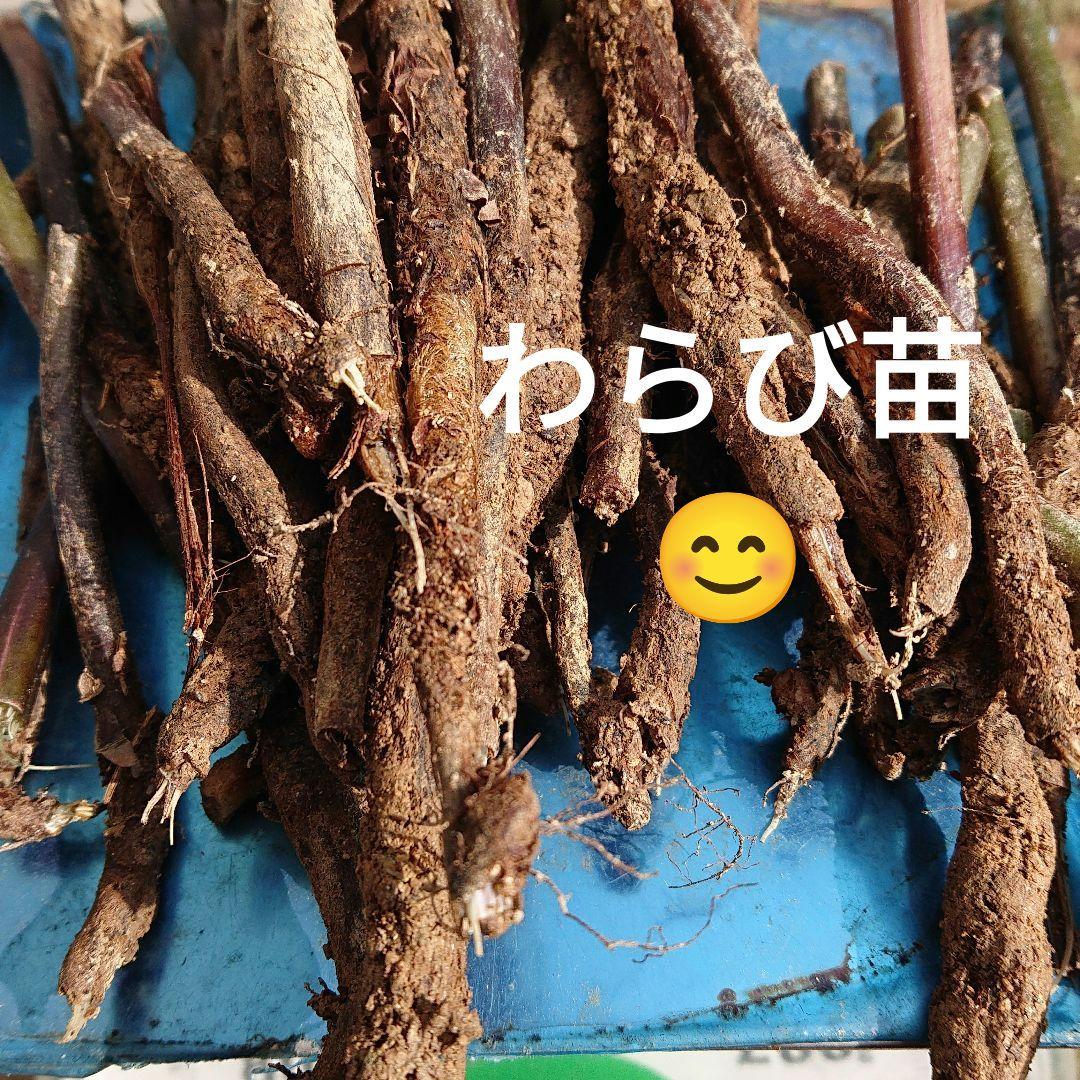 わらび苗(紀伊山地)300本