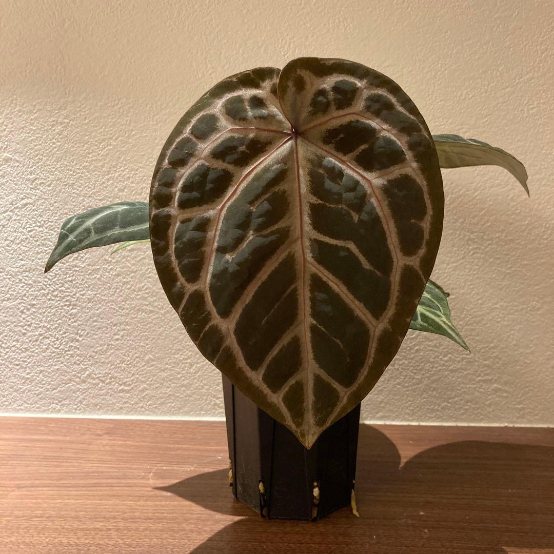 アンスリウム　ハイブリッド