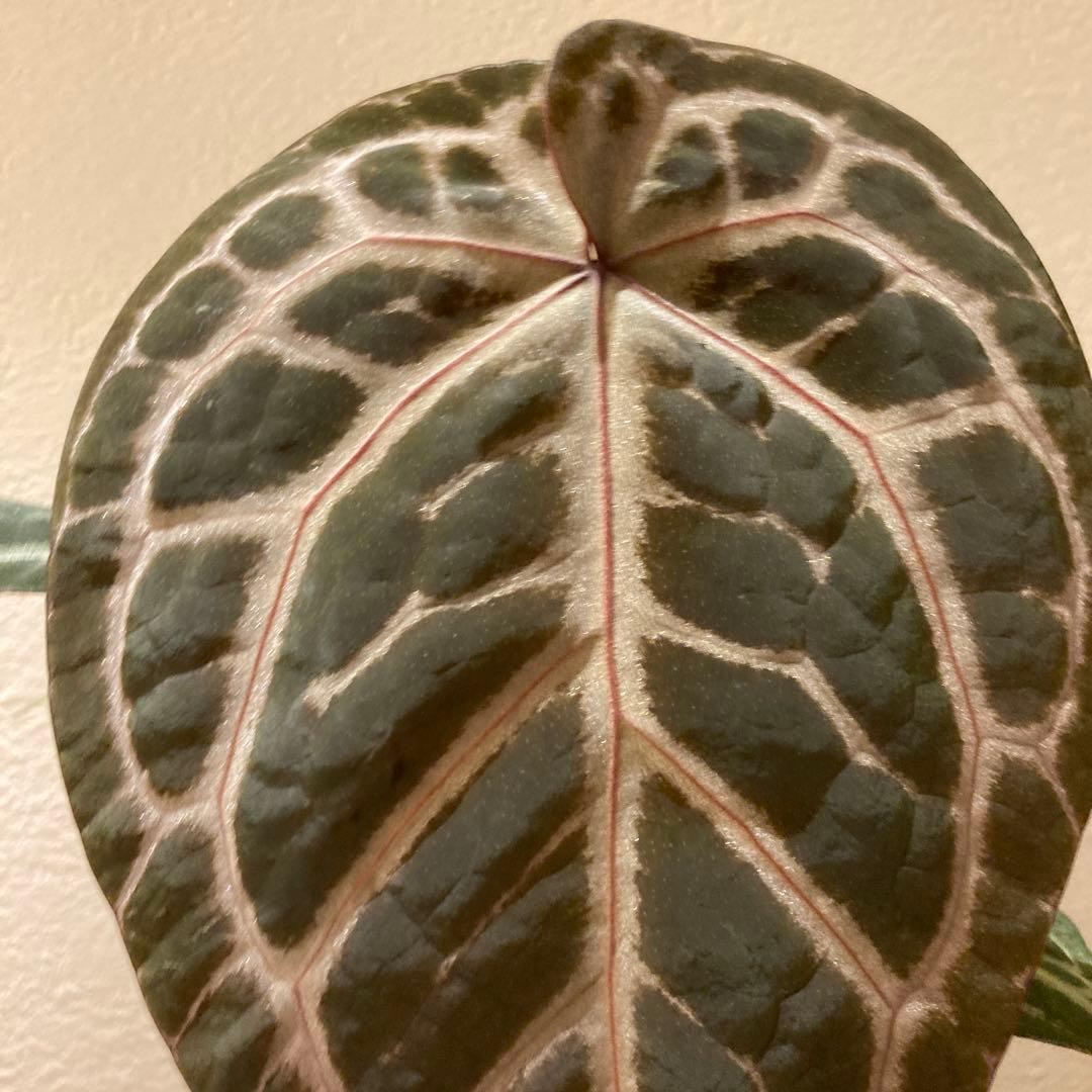 アンスリウム　ハイブリッド