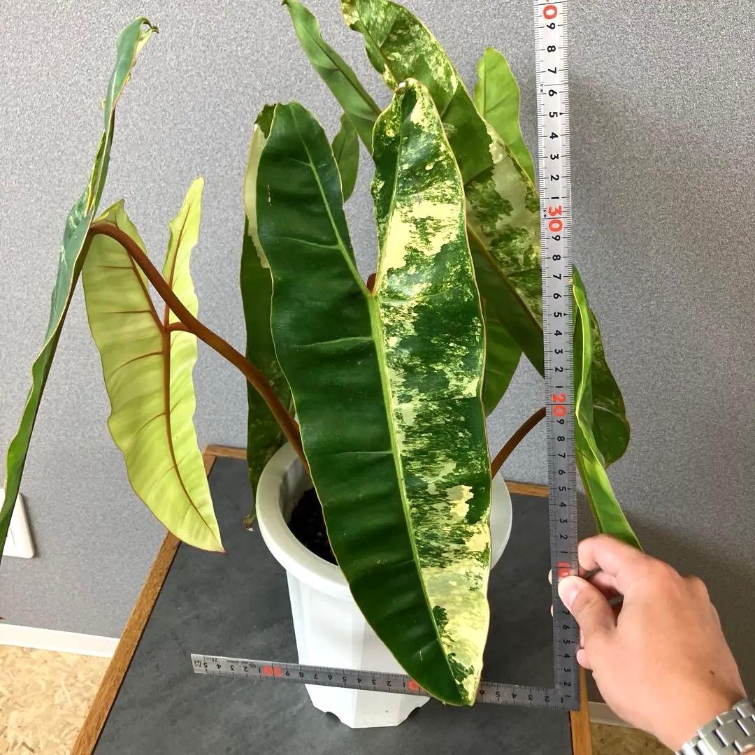 超絶希少❗️サイズ大❗️フィロデンドロン　ビレッティア　斑入り✨