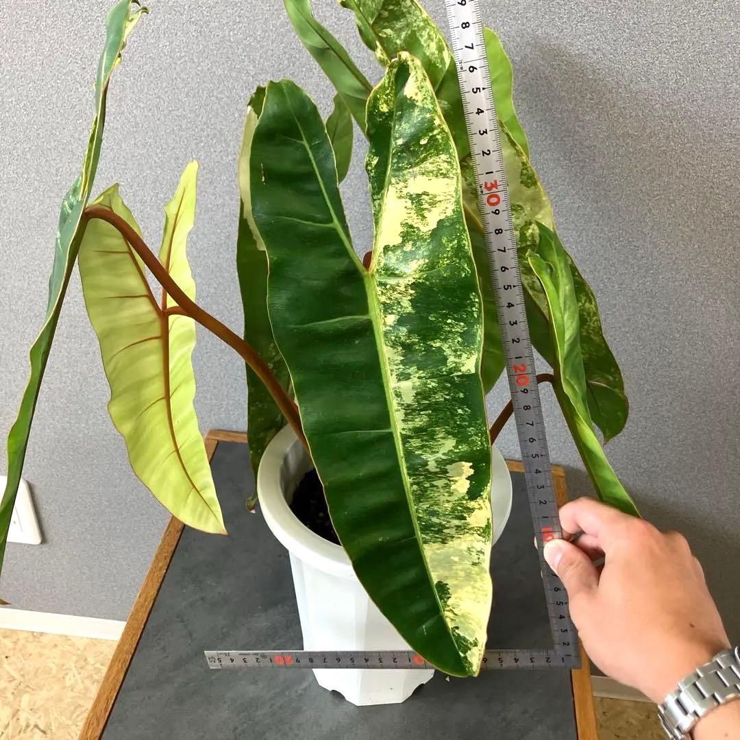 超絶希少❗️サイズ大❗️フィロデンドロン　ビレッティア　斑入り✨