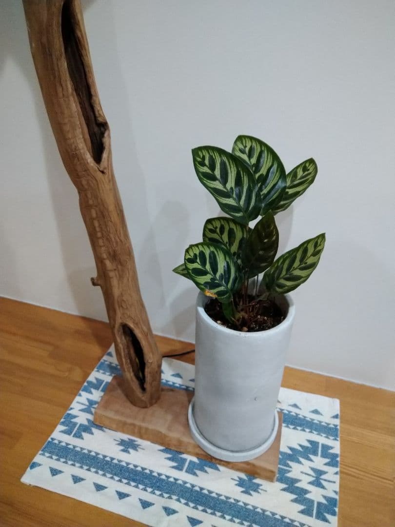 流木スタンドライト　インテリアライト　照明