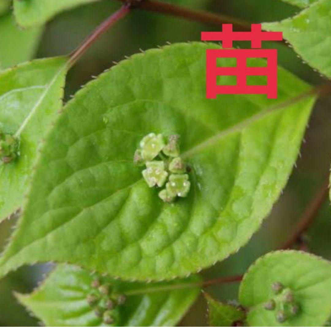 ②⭕珍種 花筏 ハナイカダ ちび 1苗