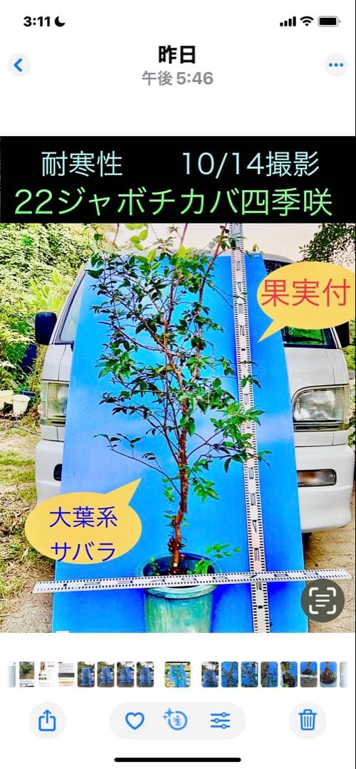 M*社様 22ジャボチカバ耐寒性　四季咲きサバラ