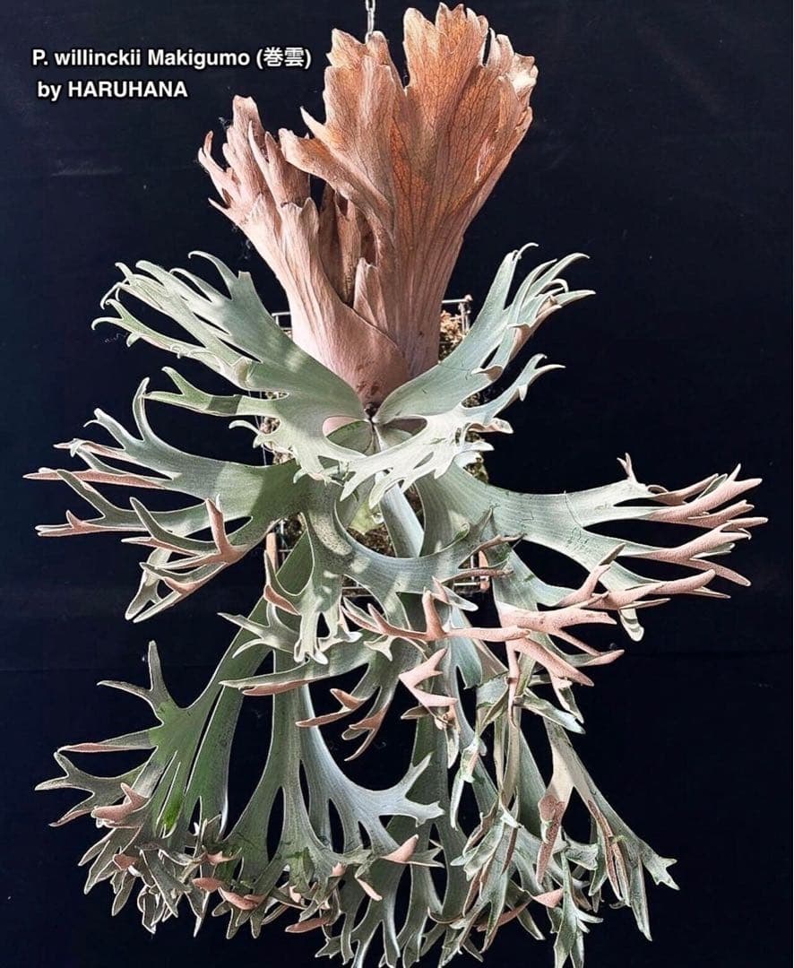 ビカクシダ P. willinckii Makigumo (pup)