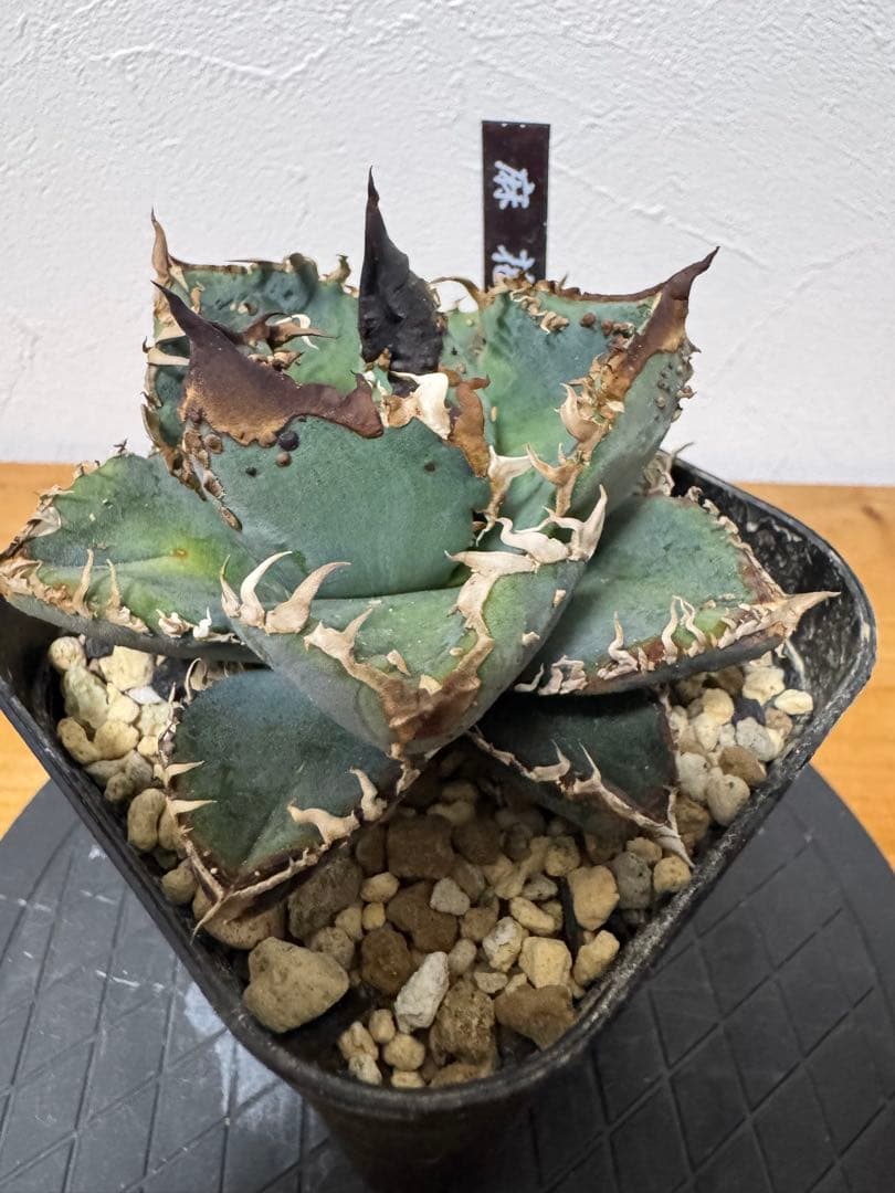 lize産 アガベ チタノタ 麻花龍 子株 発根済