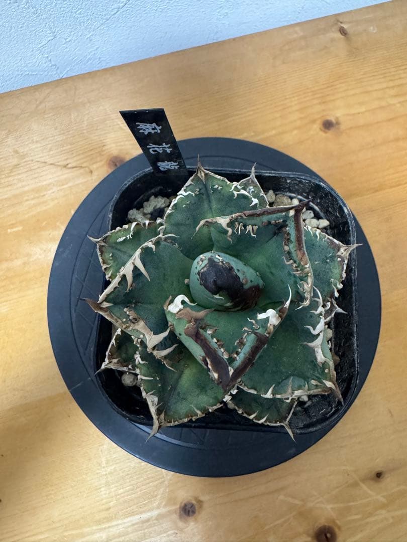 lize産 アガベ チタノタ 麻花龍 子株 発根済