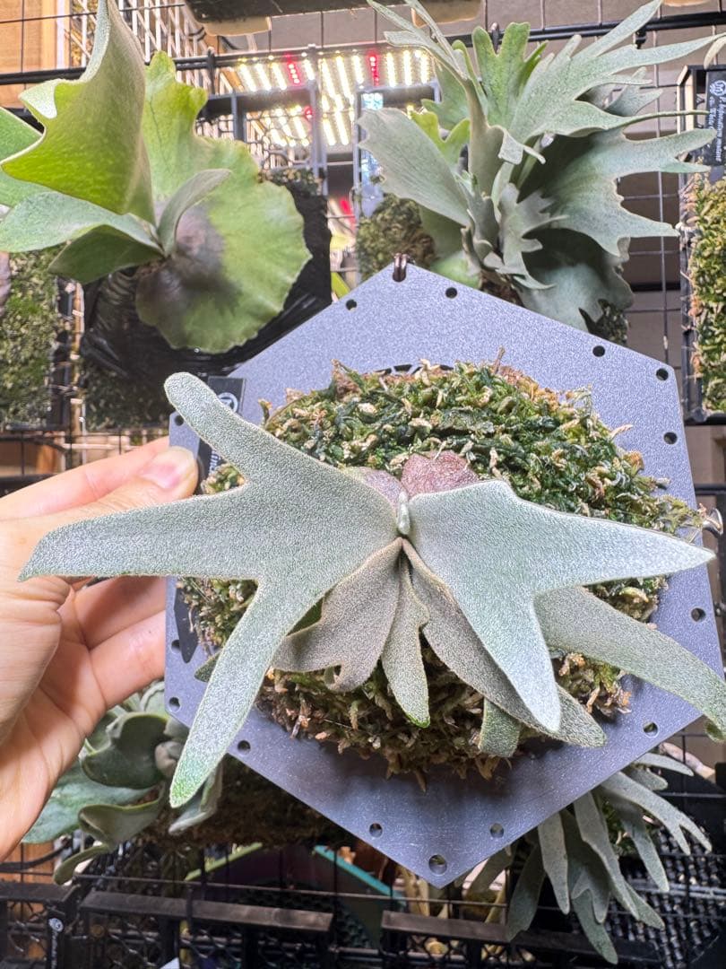 willinckii #1 mr.kai dwarf ビカクシダ　pup